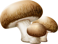 mushrooms